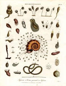 Infusoria or Worms Generated in Infusions by John Pass