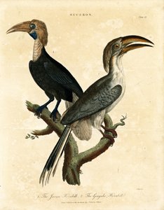 Javan Hornbill and Gingala Hornbill (Buceros)