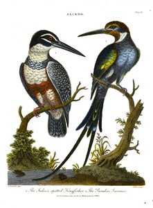 Indian Spotted Kingfisher and Paradise Jacamar by John Pass