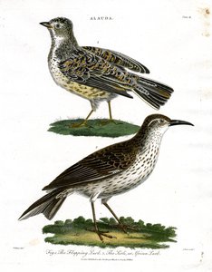 Lark Species - Skylark and African Lark by John Pass