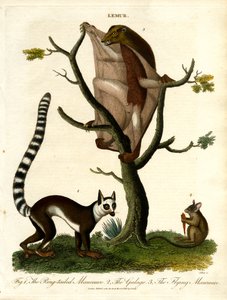 Lemurs - Three Species of Prosimians by John Pass