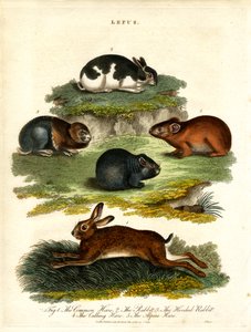Lepus - Hares and Rodents by John Pass