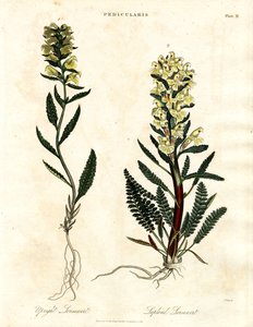 Lousewort Species