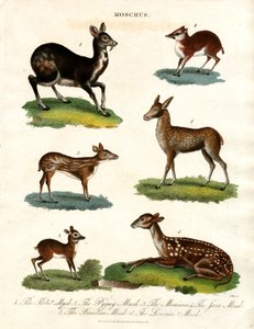 Various Species of Musk Deer by John Pass