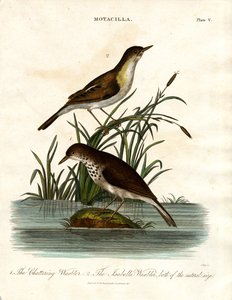 Motacilla: Chattering Warbler and Isabella Warbler by John Pass