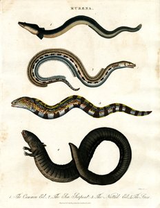 Muraena by John Pass