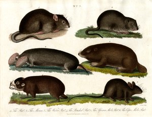 Mus: Illustration of Various Rodents of the Genus Mus by John Pass