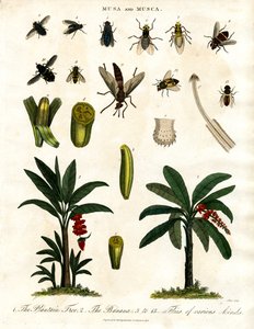 Banana Plants and Various Fly Species by John Pass