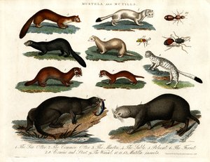 Illustration of Various Mustelids and Mutilla Insects by John Pass