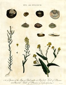 Mya and Myagrum by John Pass