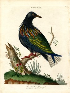 Nicobar Pigeon (Columba) by John Pass