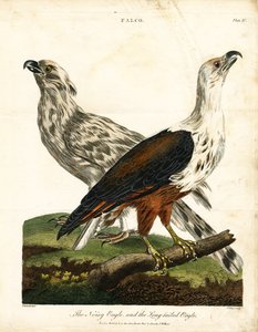 Noisy Eagle and Long-tailed Eagle