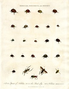 Notoclea, Notonecta, and Notoxus Beetles