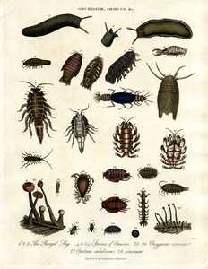 Onchidium, Oniscus and Other Arthropods by John Pass