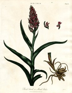 Orchids: Broad-leaved or Marsh Orchis