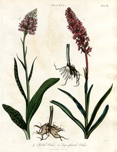 Orchids: Spotted and Long-spurred Orchis by John Pass