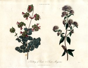Origanum Species: Dittany of Crete and Sweet Marjoram by John Pass
