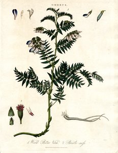 Bitter Vetch and Bristle-moss by John Pass