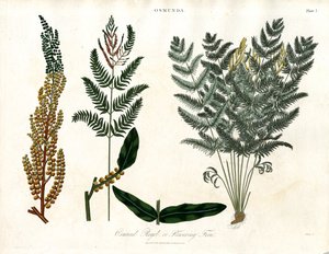 Osmunda by John Pass