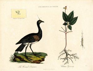 Palamedea and Panax by John Pass