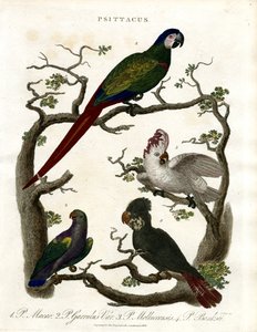 Parrots by John Pass