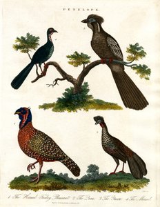 Penelope Species (Turkeys and Pheasants) by John Pass