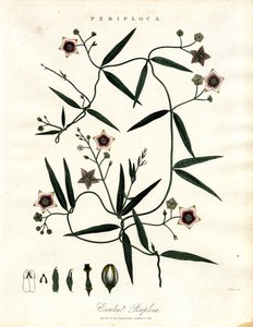 Periploca: African Silk Vine by John Pass