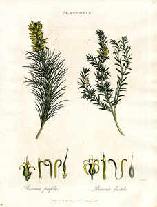 Persoonia by John Pass