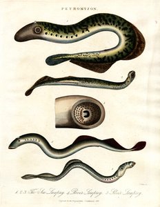 Lamprey by John Pass