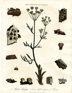 Peucedanum and Peziza by John Pass