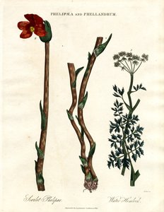 Phelipaea and Phellandrum by John Pass