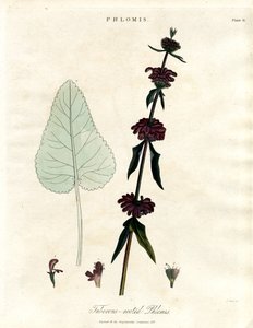 Phlomis: Tuberous-rooted Jerusalem Sage by John Pass
