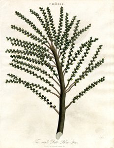 Phoenix (Date Palm) by John Pass