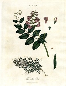 Pisum - The Pea