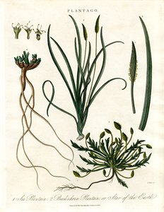 Plantago Species by John Pass