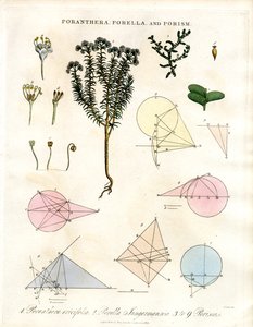 Poranthera, Porella and Porisms by John Pass
