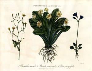 Wall Lettuce, Primrose and Entire-leaved Primrose by John Pass