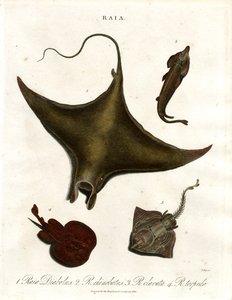 Raia species (Rays) by John Pass