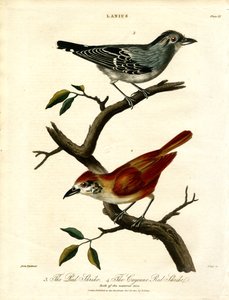 Red Shrike and Cayenne Red Shrike by John Pass