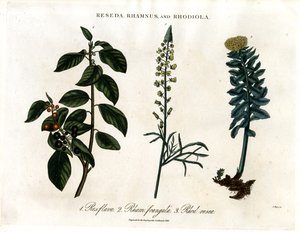 Reseda, Rhamnus and Rhodiola by John Pass