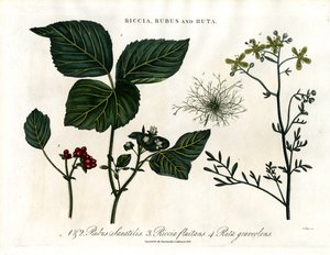 Riccia, Rubus and Ruta by John Pass