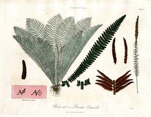 Royal Fern by John Pass