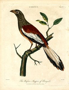 Rufous Magpie of Bengal by John Pass