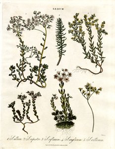 Various Stonecrop Species by John Pass