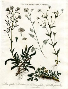 Selinum, Silene and Sibbaldia by John Pass