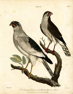 Singing Falcon and African Sparrow-Hawk by John Pass