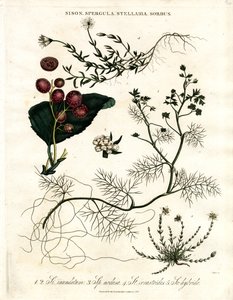 Sison, Spergula, Stellaria, Sorbus by John Pass