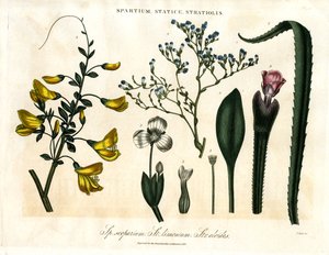 Spartium, Statice, and Stratiolis by John Pass