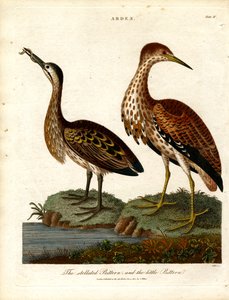 Stellated Bittern and Little Bittern by John Pass
