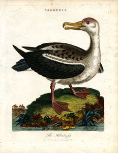 The Albatross by John Pass